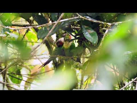 White-necked Parakeet pair preening
