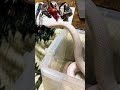 こたつと白蛇のコハクさん