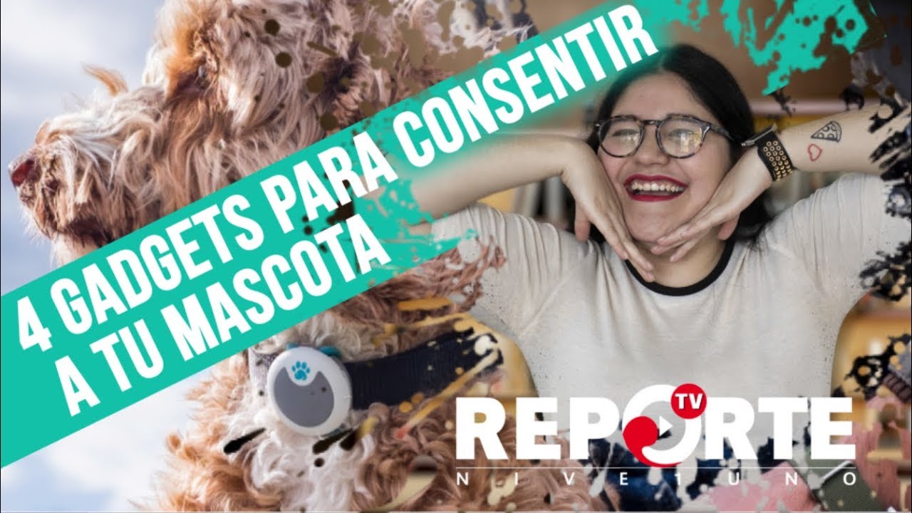 noticias de puerto rico 4 gadgets para consentir a tu mascota