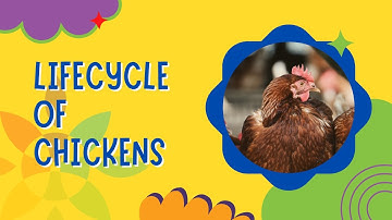 From Egg to Chicken! 🐣➡️🐔 | The Amazing Chicken Lifecycle for Kids