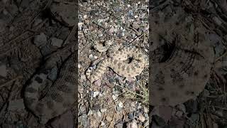 Sidewinder Save
