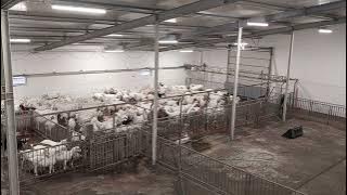 Download lagu SYLCO Crowding gate for sheep and goats