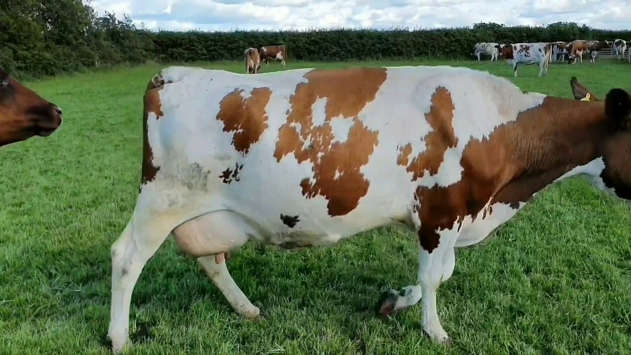 Plaskettlands Farm Visit