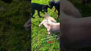 Japanese Akita Inu Puppy Playing With Friends | 8weeks old | cute dog puppy ❤❤❤