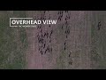 2019 ODAC Cross Country Championships | Women's 6K Race | The Start