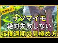 【サツマイモ】ベストなタイミングで収穫するにはココを見てください【有機農家直伝！無農薬で育てる家庭菜園】　26/9/3