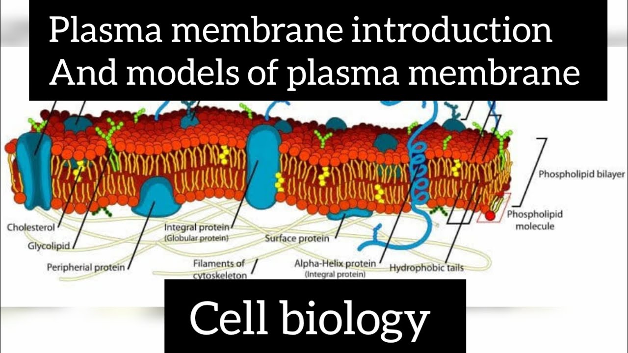 Plasma Membrane Functions of plasma membrane Fluid mosaic models