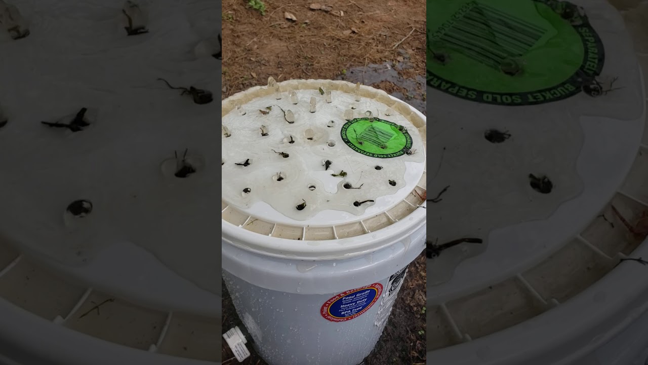 Crawfish washer,homemade YouTube