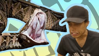 Snake Expert Reacts to Snake Videos | Wild Man Dan Episode 2