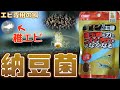 【餌】稚エビ誕生!!ミナミヌマエビの腸内環境を整えたい。イトスイ エビの主食 納豆菌【ふぶきテトラ】