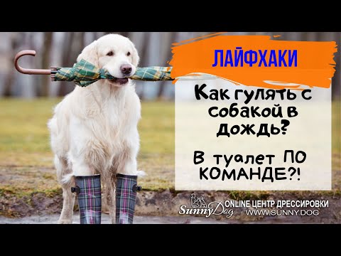 Секрет обучения туалета ПО КОМАНДЕ! Как гулять с собакой в дождь? Лайфхаки для владельцев собак