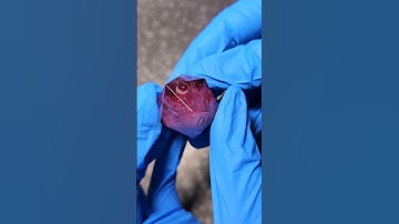 What would you name this one? #dice #dnd #ttrpg #dicemaking #resin