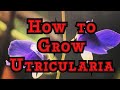 How to Grow Utricularia: The must have Carnivorous plants that blooms like an orchid