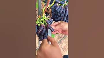 Export Quality Balck Grapes