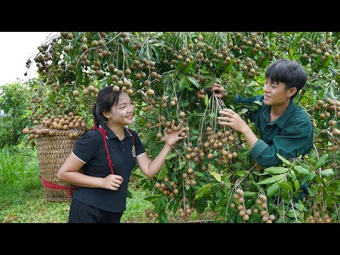 Video: Sezóna sklizně kumquatu: Kdy a jak sklízet kumquat