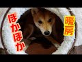 【豆柴ごま】ペットヒーターの季節到来  Pet heater