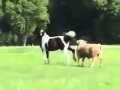 Animals Having Sex Breeding Reproducing Bull in heat humps horse Mating ~ Best Funny Animals 2014 by