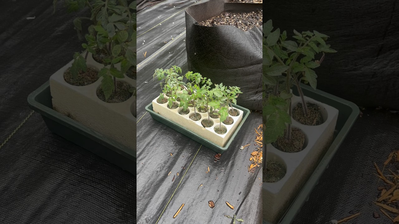 Uploads from From Seed to Spoon Garden Planning App