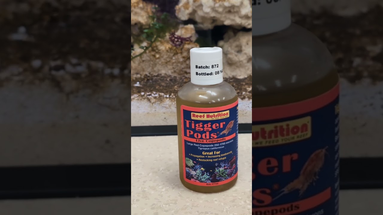 Quick update on my first saltwater tank