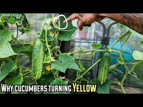 Why do cucumbers turn yellow | small and big |