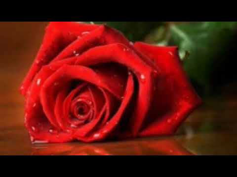 جدوع الاحمد عتابه ماونسني القراية أكراد