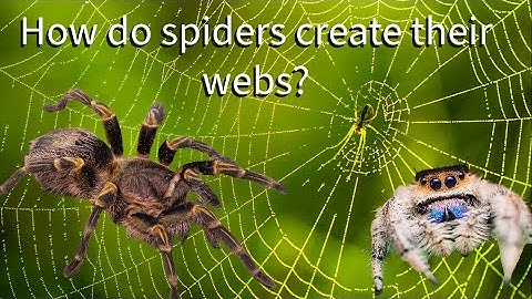 How do spiders make their webs?