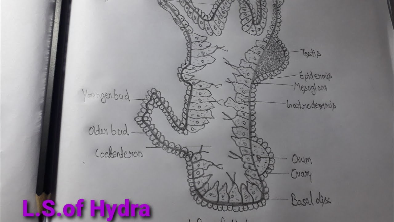 Hydra Diagram Diagram | Quizlet