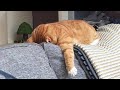 Funniest cats   dont try to hold back laughter   funny cats life
