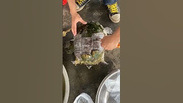 cleaning turtle before cook #shorts