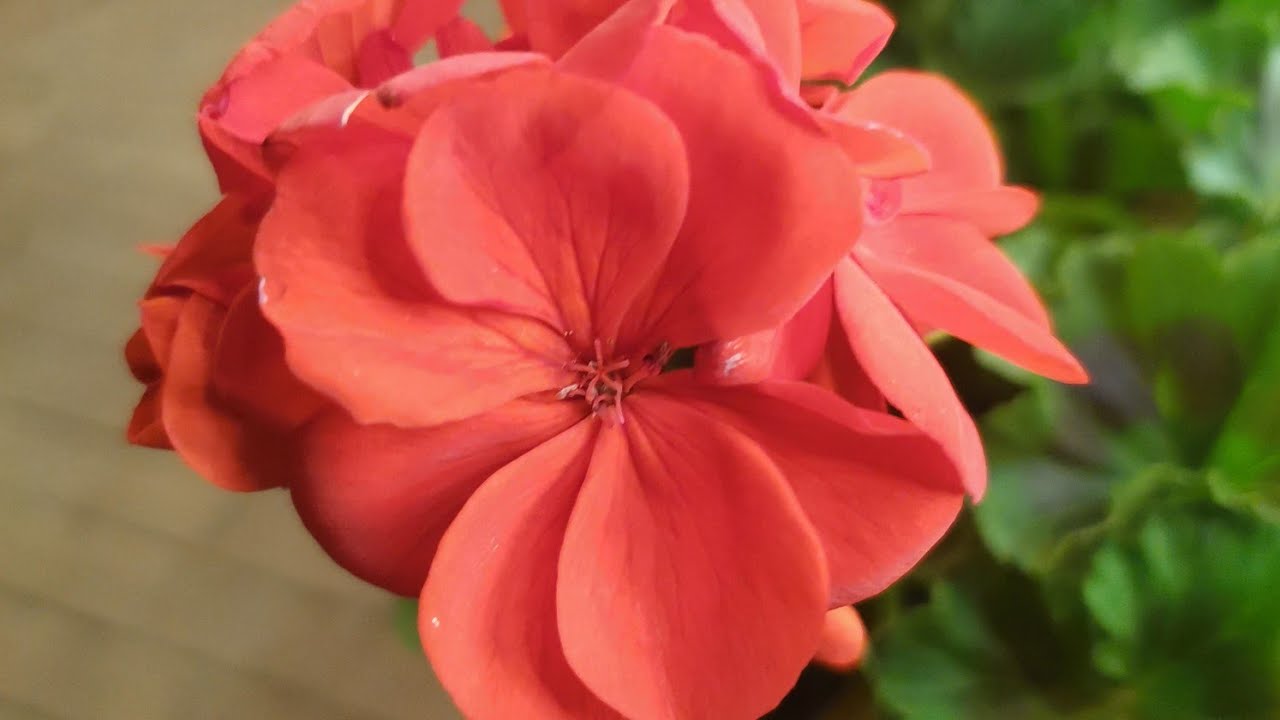 Замена заднего стекла iPhone 8 Plus в домашних условиях. - YouTube