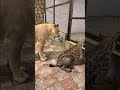 The Lion Fights The Hyena 