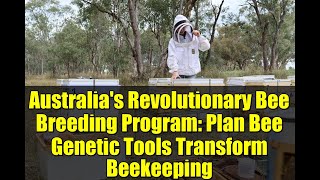 Australia's Revolutionary Bee Breeding Program: Plan Bee Genetic Tools Transform Beekeeping