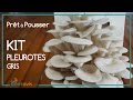 Prt  pousser  kit  pleurotes gris boite de culture de champignons  mushroom grow box