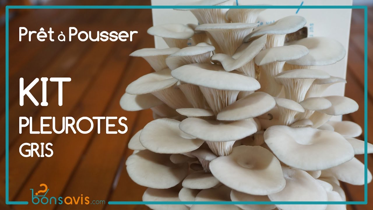 Prêt à Pousser – Kit à Pleurotes gris │Boite de culture de champignons │  Mushroom grow box 