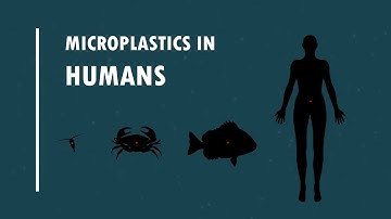#Microplastics: How they get into the food chain (Short Animation)