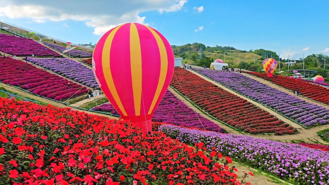 ทุ่งดอกไม้ไฮเดรนเยีย เขาค้อ พาชมสไลด์เดอร์บัตรเล่น 50 บาท