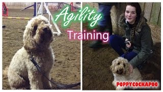 Dog Agility Fun 21 - Cockapoo Training
