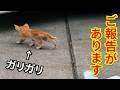 緊急保護が必要だったあの子猫のその後についてご報告があります。