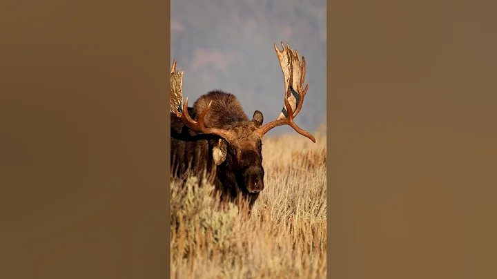 Meet "Hoback"! The Legendary Moose of Grand Teton National Park!