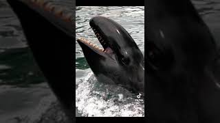 I hate dolphins