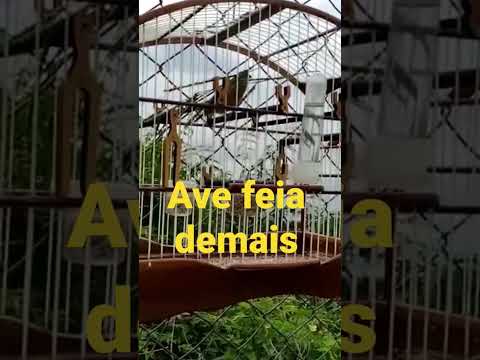 @Caboclinho Esta é