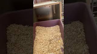 Hacer’in Sacit’in Yanından Ayrılması Için Çok Ciddi Bir Sebep Gerekiyordu 🥹 Resimi