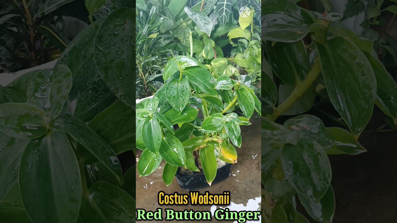 Red Button Ginger Plant (Costus Woodsonii)