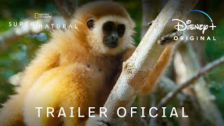 Super/Natural | Trailer Oficial | Disney+