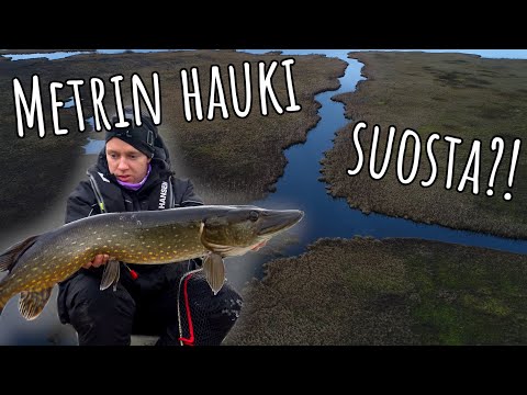 Haukea perholla ja