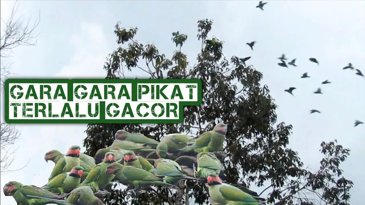 Burung Betet Liar Menyambar Tajur Pulut Lidi Sampai Berhamburan
