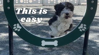 PUPPY GROW | 4 Months to 20 Months | Back to the 1st Dog Park by Cosmo the Mini Sheepadoodle 1,661 views 10 months ago 3 minutes, 10 seconds