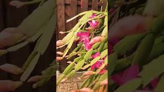 Christmas Cactus #SHORTS