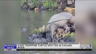 Giant Snapping Turtle Nicknamed "Chonkosaurus"