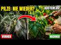 Omas SCHACHTELHALM-Brühe — der Pilz-Killer, den heute keiner mehr kennt!